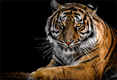 [Top 50] Pick Up lines -To Melt An Animal Lover Heart