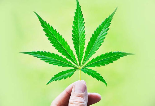 [Top 50+] 420 Stoners pick up lines!