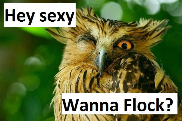 [Top 50] Parrot,Owl,Duck,Penguin Birds Pick Up Lines