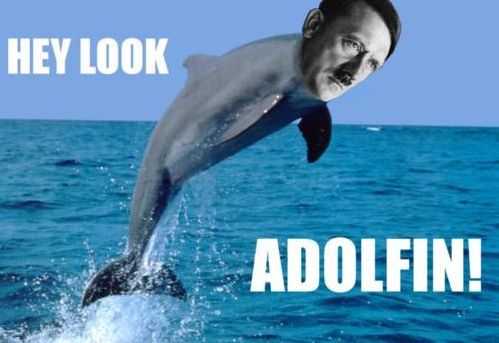 [Top 30] Funny Cute Dolphin Jokes and Puns