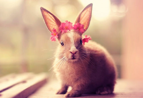 [Top 70] Rabbit Bunny Pick Up Lines