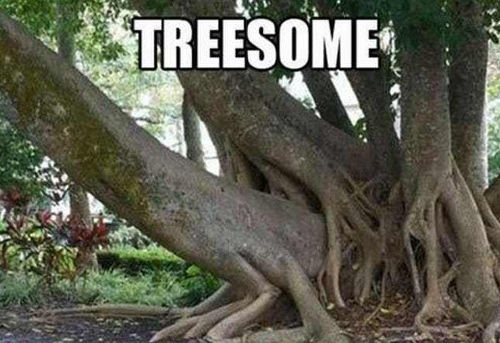 [Top 50] Tree Puns And Silly Tall Tales