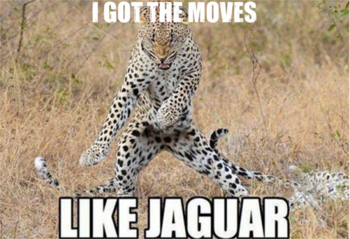 [Top 50] Zoo Animal Puns That Are Damn Funny