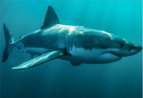 [Top 100] Shark, Jaws Sea Related Pick Up Lines !