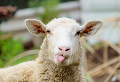 [Top 30] Sheep Pick Up Lines That Are Baaaaaa!