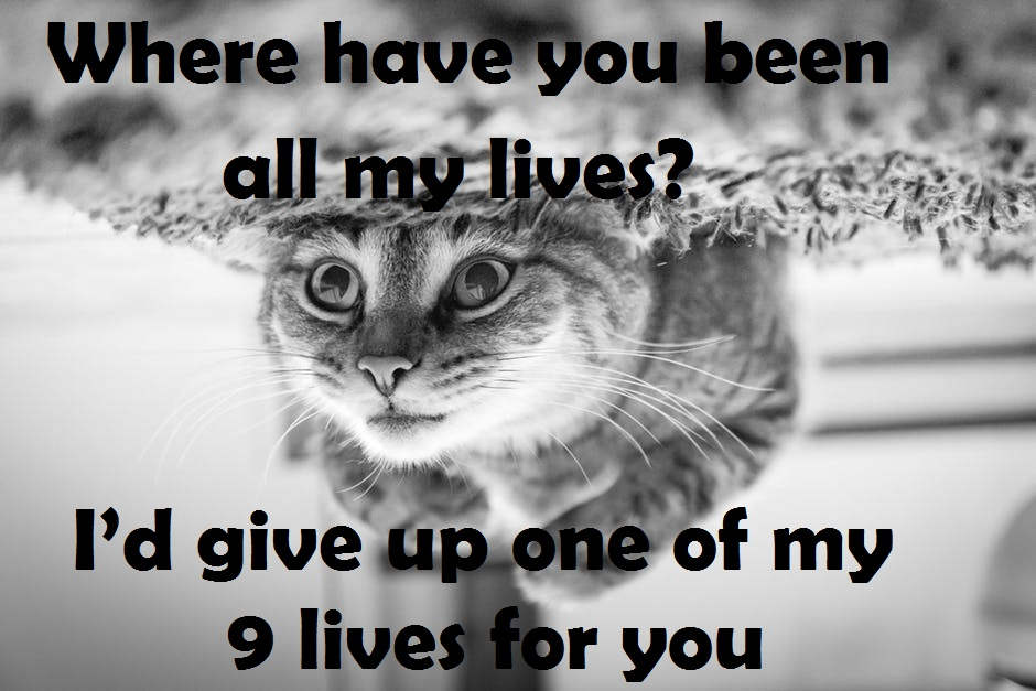 [Top 40+] Cat, Kitty Puns And Pick Up Lines- To Make You Meaow! 2