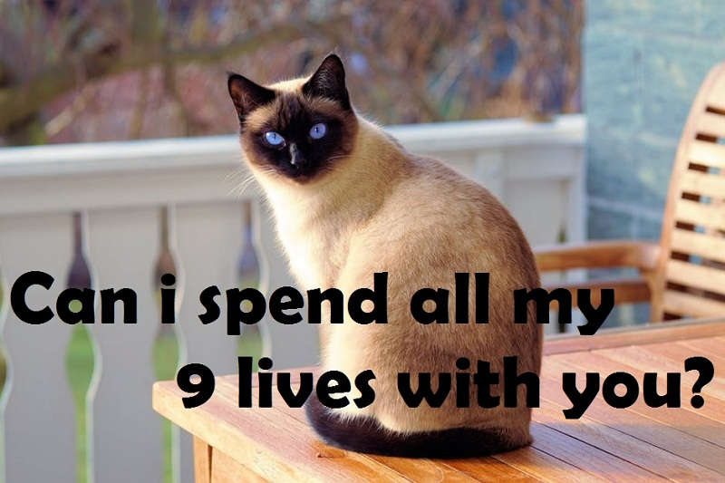 [Top 40+] Cat, Kitty Puns And Pick Up Lines- To Make You Meaow! 3