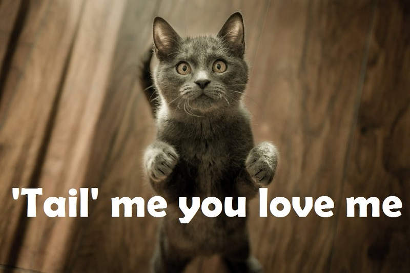[Top 40+] Cat, Kitty Puns And Pick Up Lines- To Make You Meaow! 5