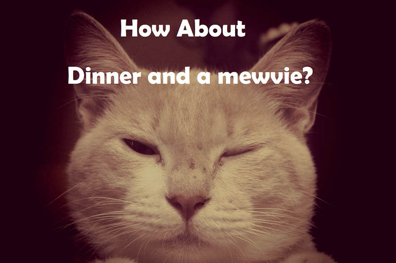 [Top 40+] Cat, Kitty Puns And Pick Up Lines- To Make You Meaow! 7