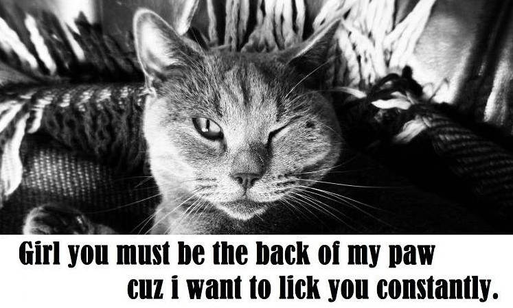 [Top 40+] Cat, Kitty Puns And Pick Up Lines- To Make You Meaow! 8