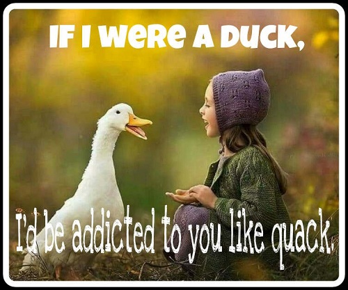 [Top 50] Parrot,Owl,Duck,Penguin Birds Pick Up Lines 5