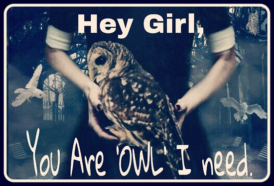 [Top 50] Parrot,Owl,Duck,Penguin Birds Pick Up Lines 7