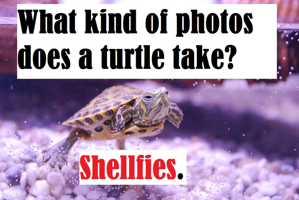 Turtle One Liners And Pick Up Lines