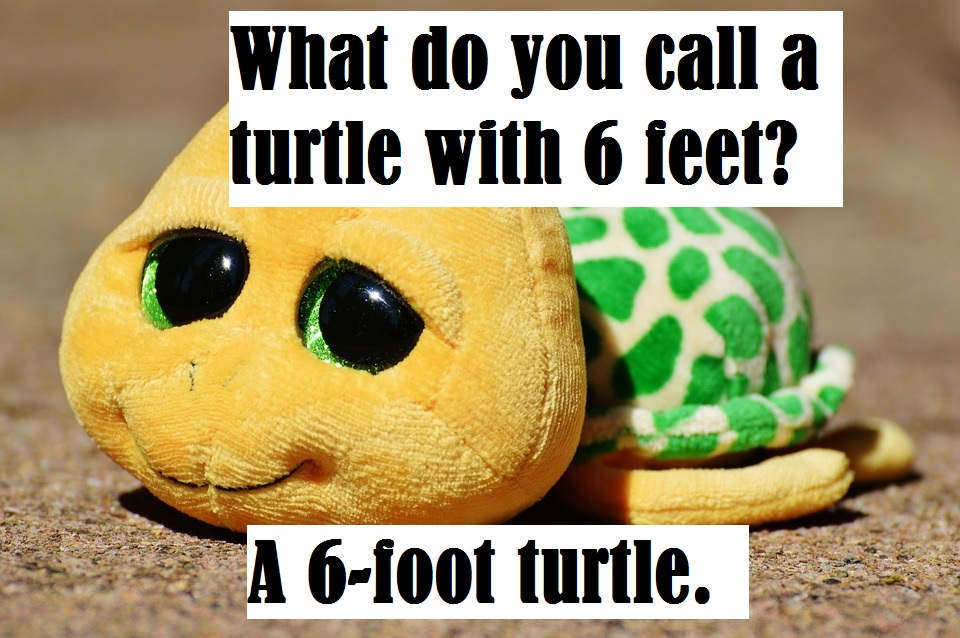 Turtle One Liners And Pick Up Lines