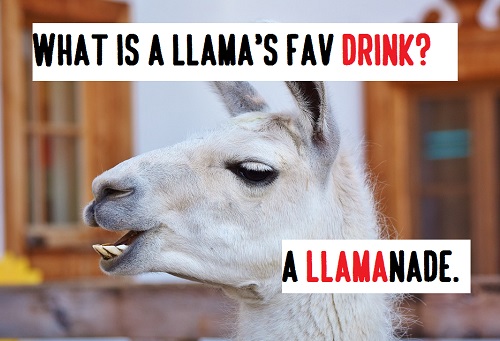 [Top 80+] Llama Alpaca Pick Up Lines,Puns,Jokes To Use On Hilly People! 1