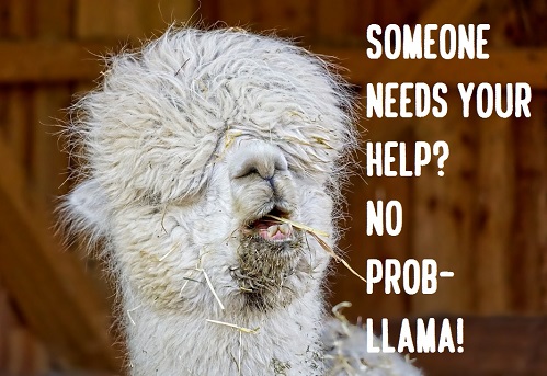 [Top 80+] Llama Alpaca Pick Up Lines,Puns,Jokes To Use On Hilly People! 2