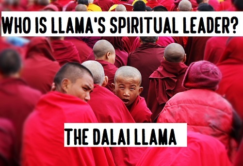 [Top 80+] Llama Alpaca Pick Up Lines,Puns,Jokes To Use On Hilly People! 3