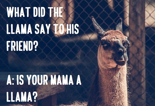 [Top 80+] Llama Alpaca Pick Up Lines,Puns,Jokes To Use On Hilly People! 4