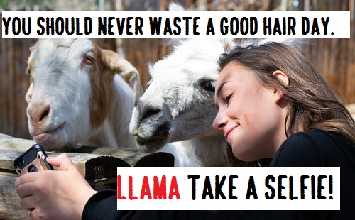 [Top 80+] Llama Alpaca Pick Up Lines,Puns,Jokes To Use On Hilly People! 5